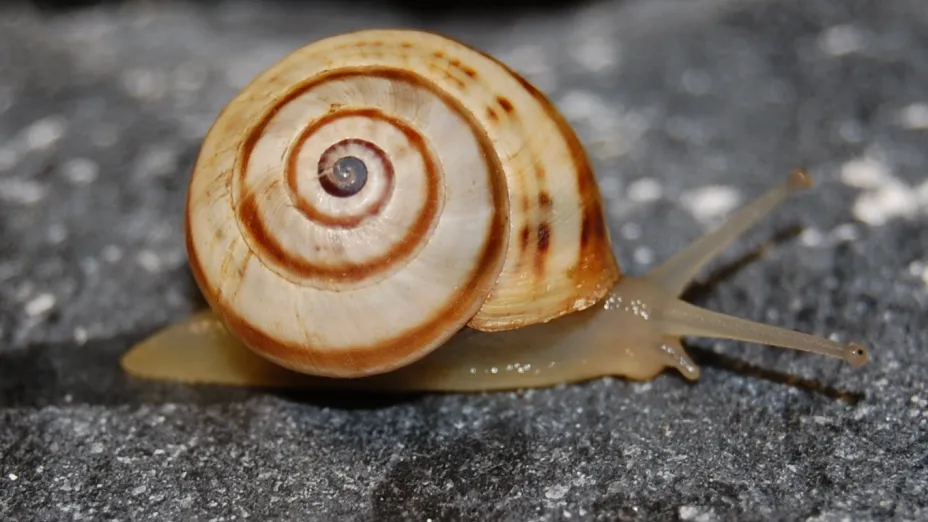 Bleikgul snegle med sneglehus som er bleikgult med mellombrunt spiralmønster. Kryper på stein.