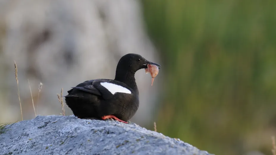 Teist som ligger på et svaberg og kikker mot høyre,