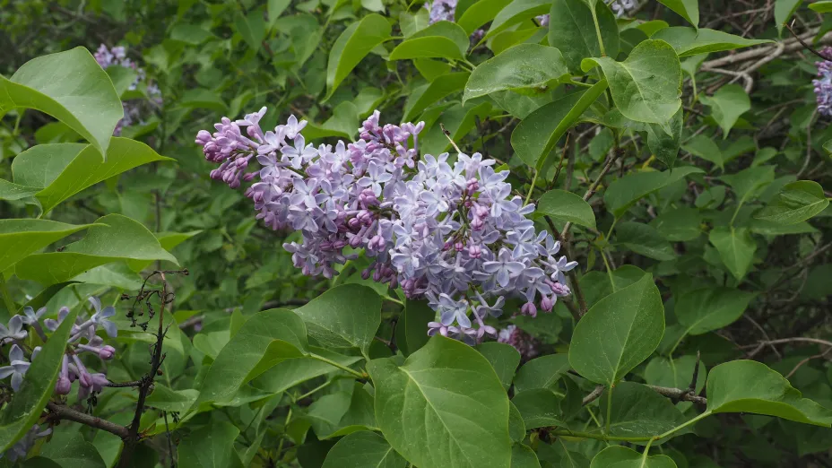Klase med små lilla blomster på grønn busk