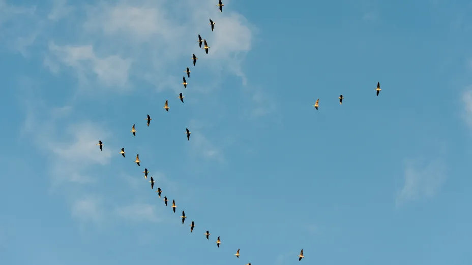 gjess som flyr i plog