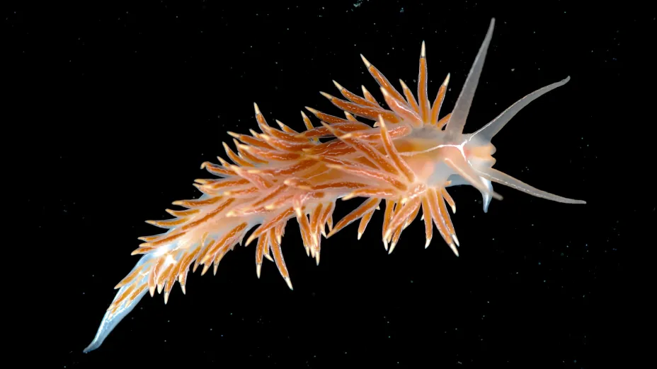 Nærbilde av en nakensnegle i sjøen.