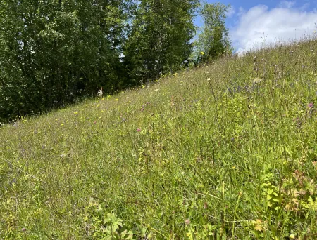 Rik seminaturlig eng