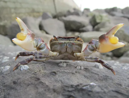 Bildet viser den fremmede krabbearten Hemigrapsus sanguineus, og er tatt i Dunkerque i Frankrike. 