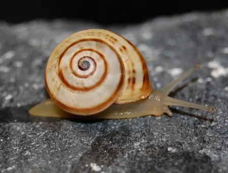 Bleikgul snegle med sneglehus som er bleikgult med mellombrunt spiralmønster. Kryper på stein.