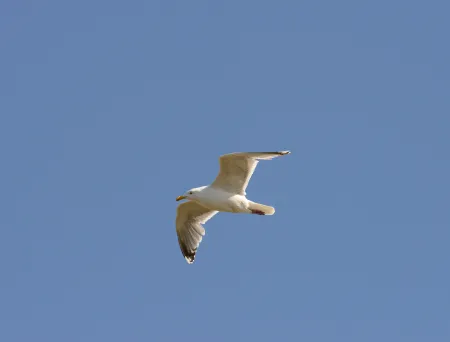 The image is missing a description