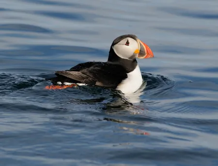 Lunde som svømmer på sjøen mot høyre.