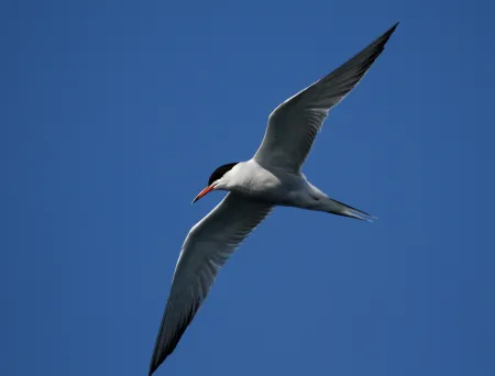 Bildet mangler beskrivelse