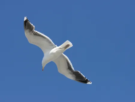 The image is missing a description