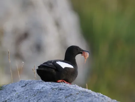 Teist som ligger på et svaberg og kikker mot høyre,