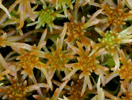 Flere torvmosehoder fra oversiden