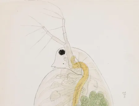 Bildet viser illustrasjon av Daphnia pulex