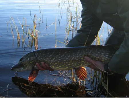 Stor brungrønn fisk med hvite flekker settes ut i vannet av mann