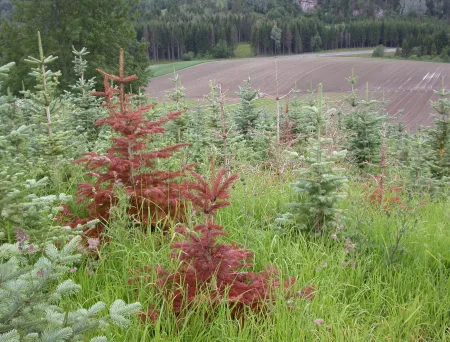 Bildet mangler beskrivelse