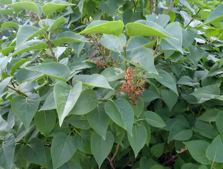 Busk med mattgrønne blader og avblomstret blomst