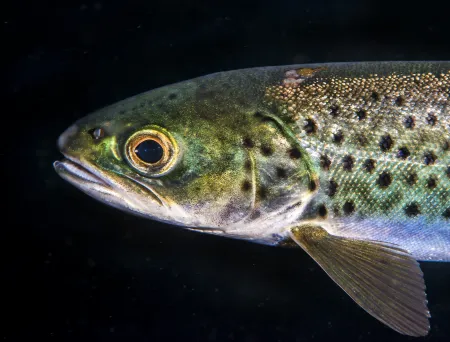 Bilde av ørret, hode og fremste del av kroppen.