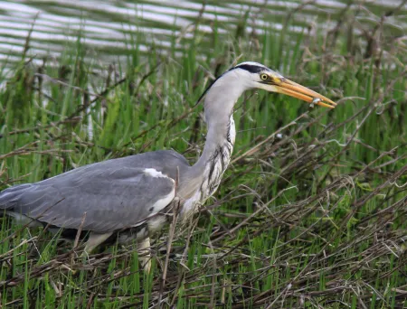 Gråhegre i vannkanten