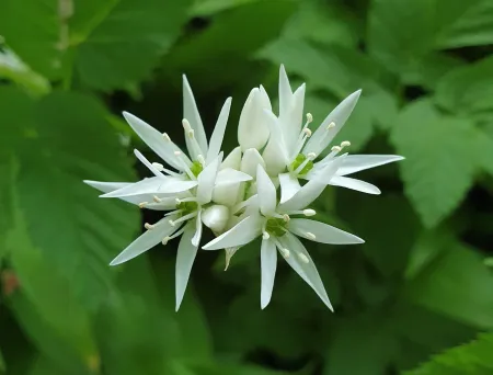 Nærbilde av ramsløk blomst, hvit blomst.