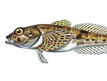 Fisk med stort bredt hode der øynene sitter høyt oppe. Lysebrun grunnfarge tett flekket med mørkere mønstre. Buk og bukfinner hvite eller fargeløse. Spisse finnestråler med hvite og brune flekker.