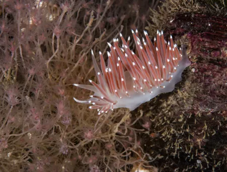 Coryphella browni som beiter på hydroider