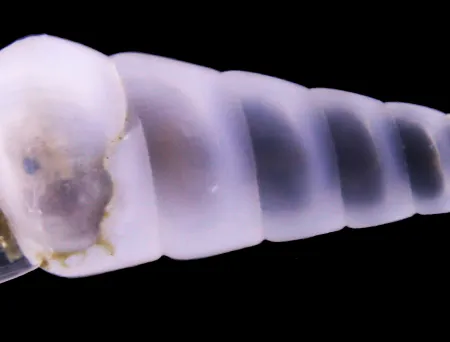 Eulimella sp. Pyramidellidae