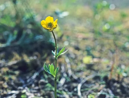 En småvokst plante med en gul blomst