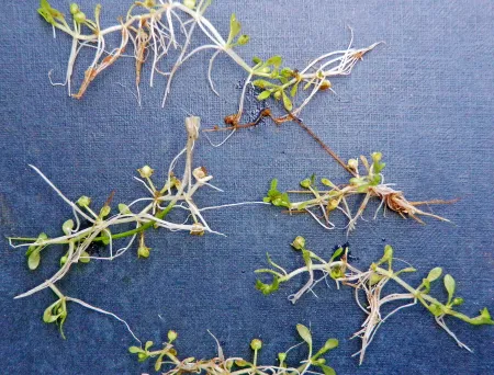 The image is missing a description