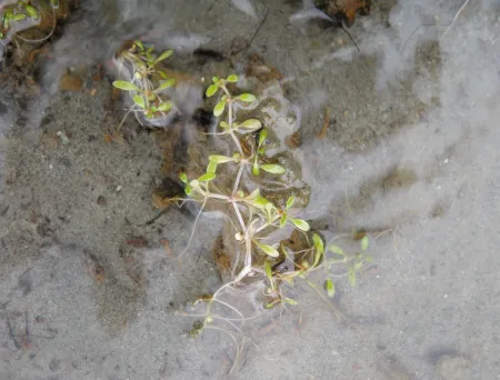 The image is missing a description