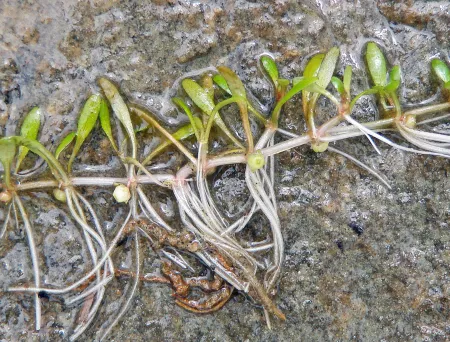 The image is missing a description