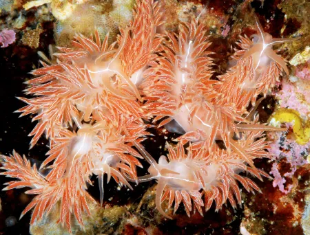 Mange individer av Coryphella chriskaugei