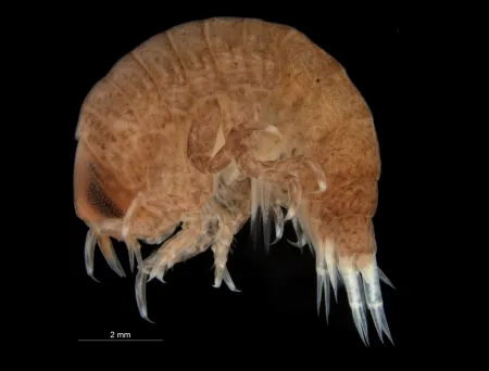 Hyperia galba (Montagu, 1813) Hyperia galba (Montagu, 1813)