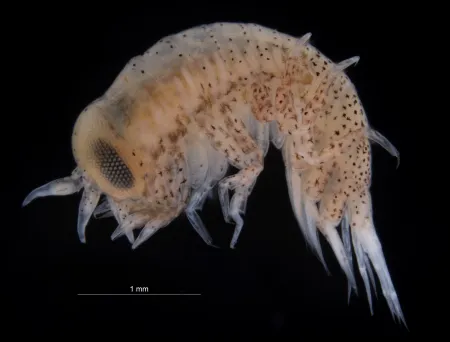 Hyperoche medusarum (Kröyer, 1838)