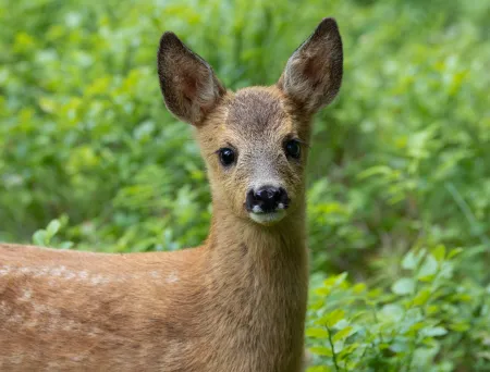 Rådyr sett forfra i skogen