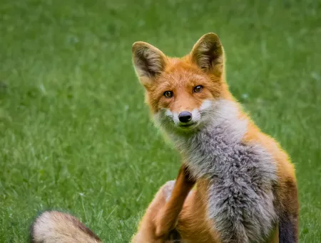 Rødrev sitter på grønn plen. Stirrer i kamera. 