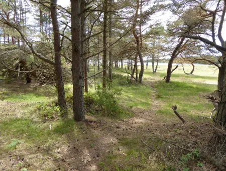 Glissen skog av furutrær ved sjøen. Lav vegetasjon av kort gress under trærne.