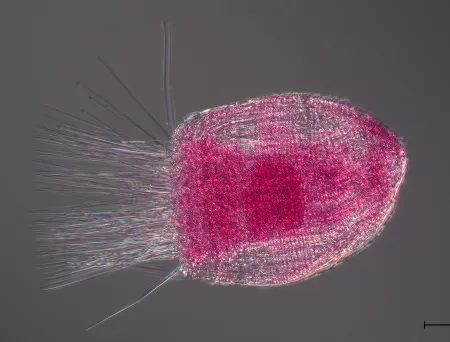 nærbilde av rosa korsettdyr