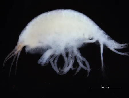 Stenothoe monoculoides