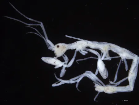Phtisica marina