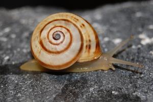 Bleikgul snegle med sneglehus som er bleikgult med mellombrunt spiralmønster. Kryper på stein.