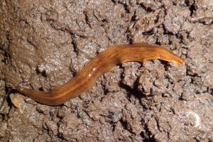 en brun flatorm på gjørme