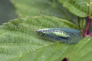 Chrysopa perla, en av de vanligste gulløyene.