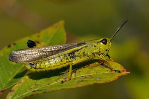 Hann av sumpgresshoppe på blad