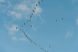 gjess som flyr i plog