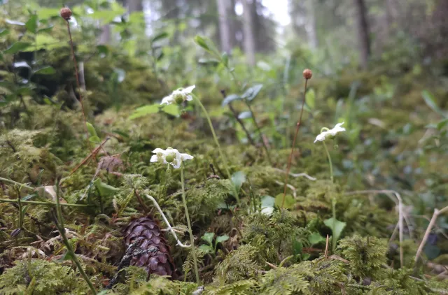 Tre individ av Moneses uniflora i mosedekt skogbunn.
