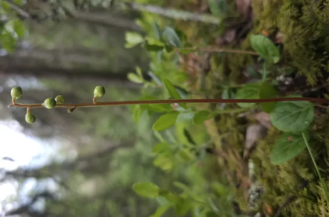 Pyrola chlorantha med små og gulgrønne blomsterknoppen på forsommeren.
