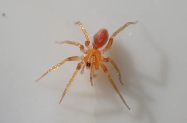 Bilde av sterkt belyst edderkopp i petriskål