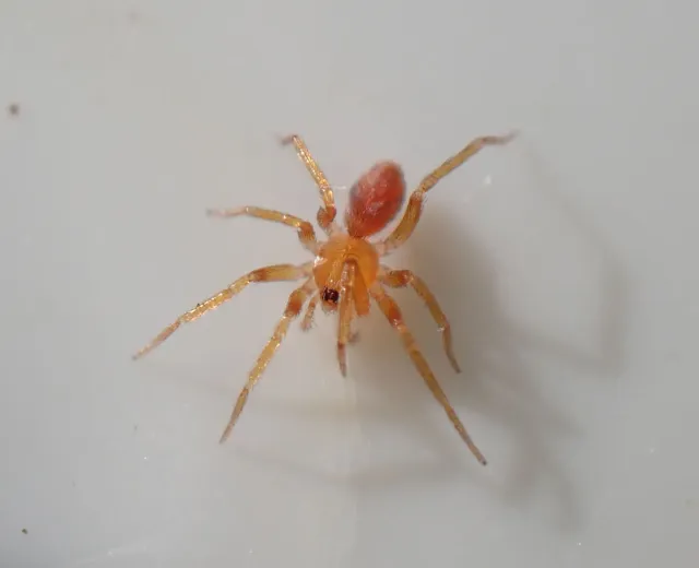 Bilde av sterkt belyst edderkopp i petriskål