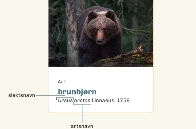 Illustasjon av brunbjørn med slekt og artsnavn