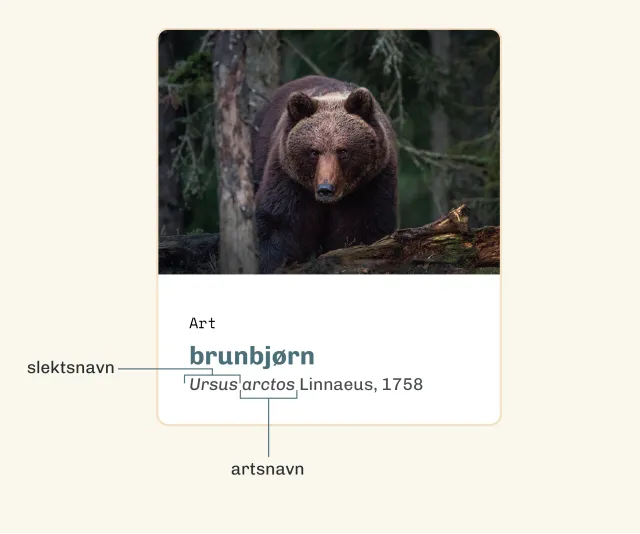 Illustasjon av brunbjørn med slekt og artsnavn