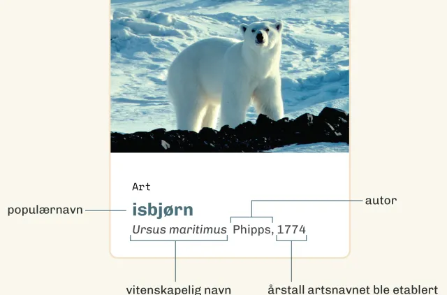 Illustrasjon av isbjørn med slekt og artsnavn