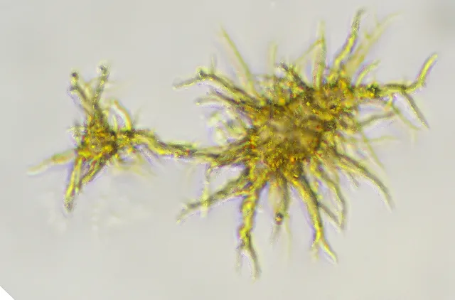 Elater hos slimsoppen Trichia longipalpis